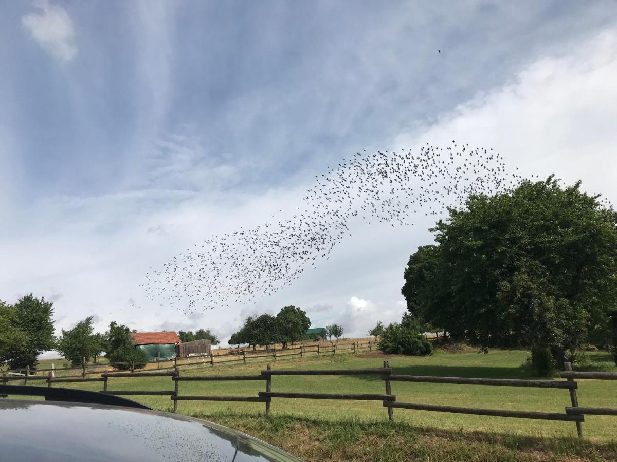 Ferienwohnungen Bueffel Heimbach Buitenkant foto